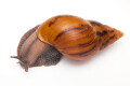 Achatina achatina achatina Nigeria F1 adult